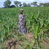 a beneficiary of sattifs project on her farm.jpg